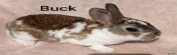 Mixed Breed rabbits for sale: Different Breeds Available - Advert 16