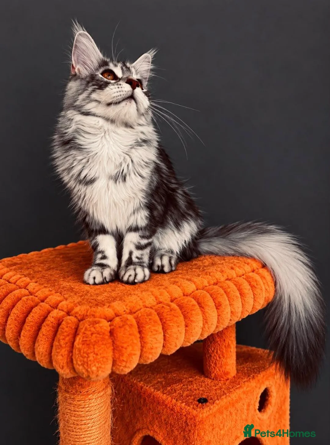 Maine Coon cats for sale: 🐾💕STUNNING XL PUREBRED MAINE COON GIRL 💕🐾 - Advert 1