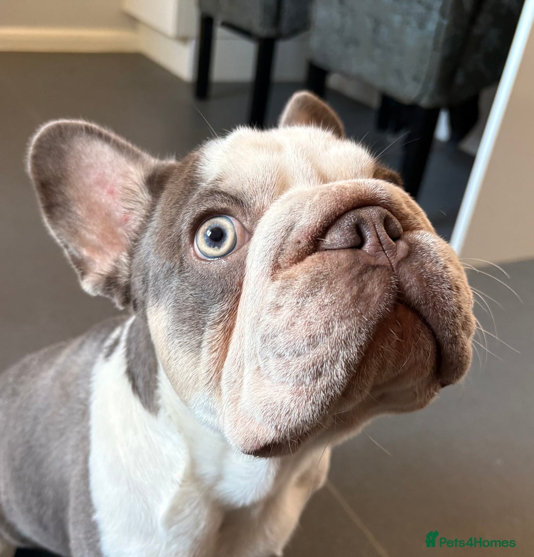 French Bulldog dogs for sale: 8 month old French bulldog  - Image 5