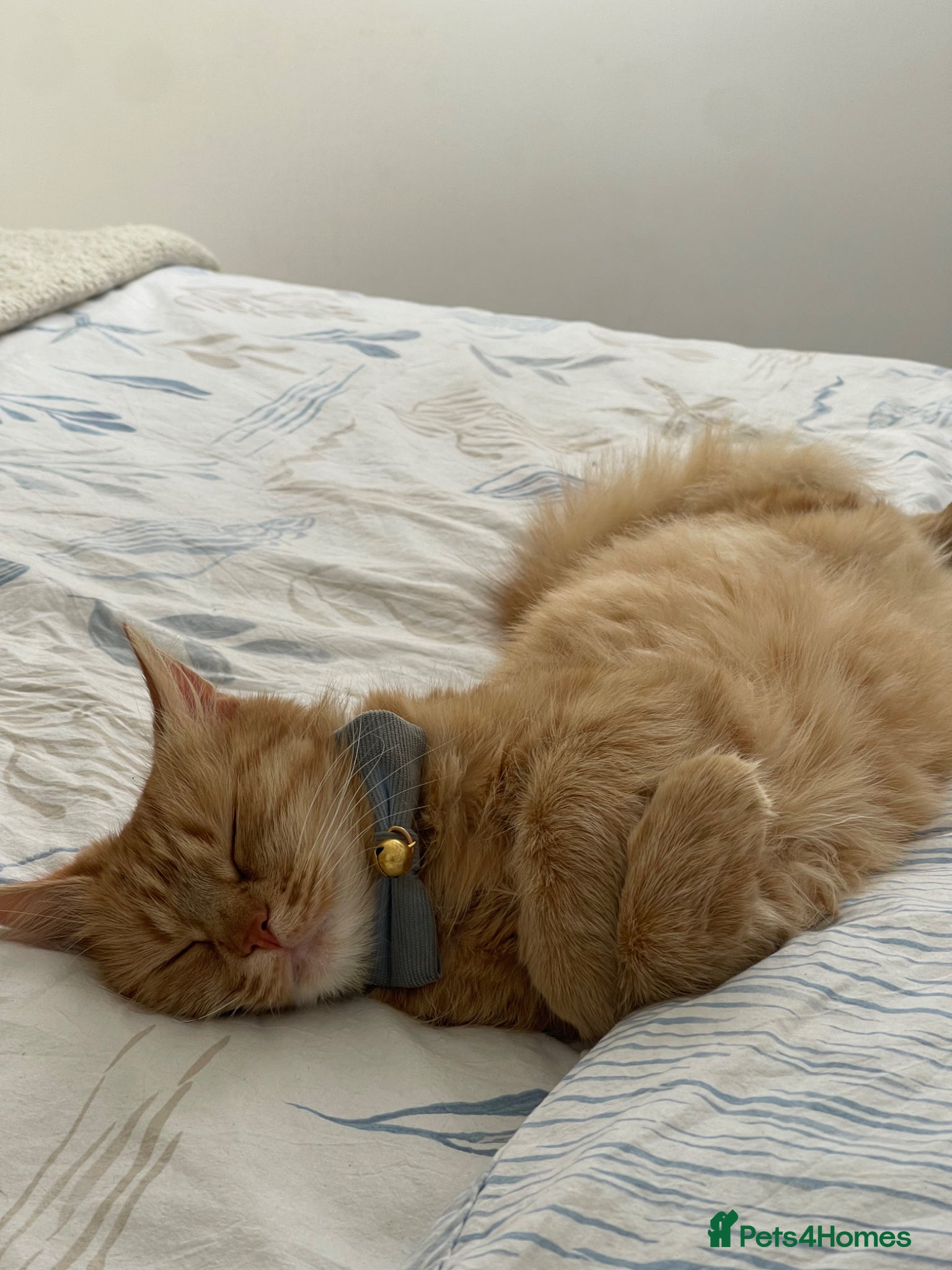 Mixed Breed cats Our Adorable Mixed-Breed Kittens - Ready June 3rd! - Advert 8