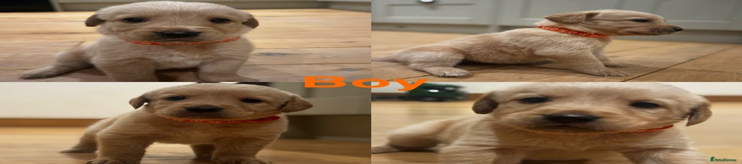 Goldador Puppy 4