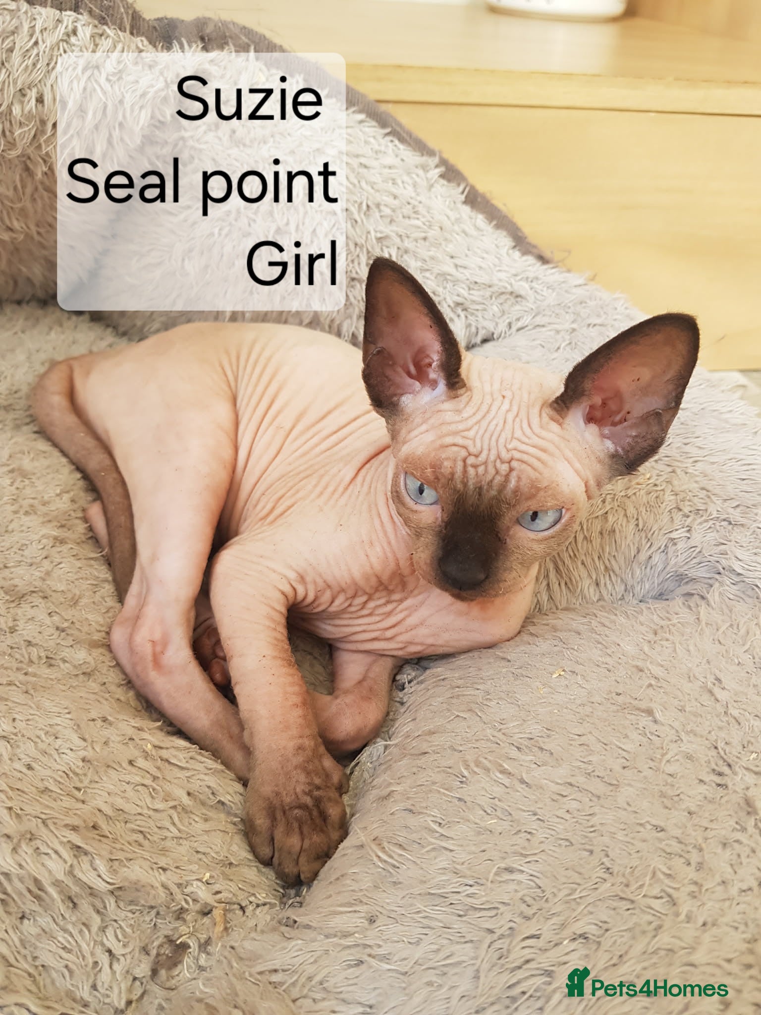 Sphynx cats READY NOW REDUCED Tica Quality Last girl and boy - Advert 1