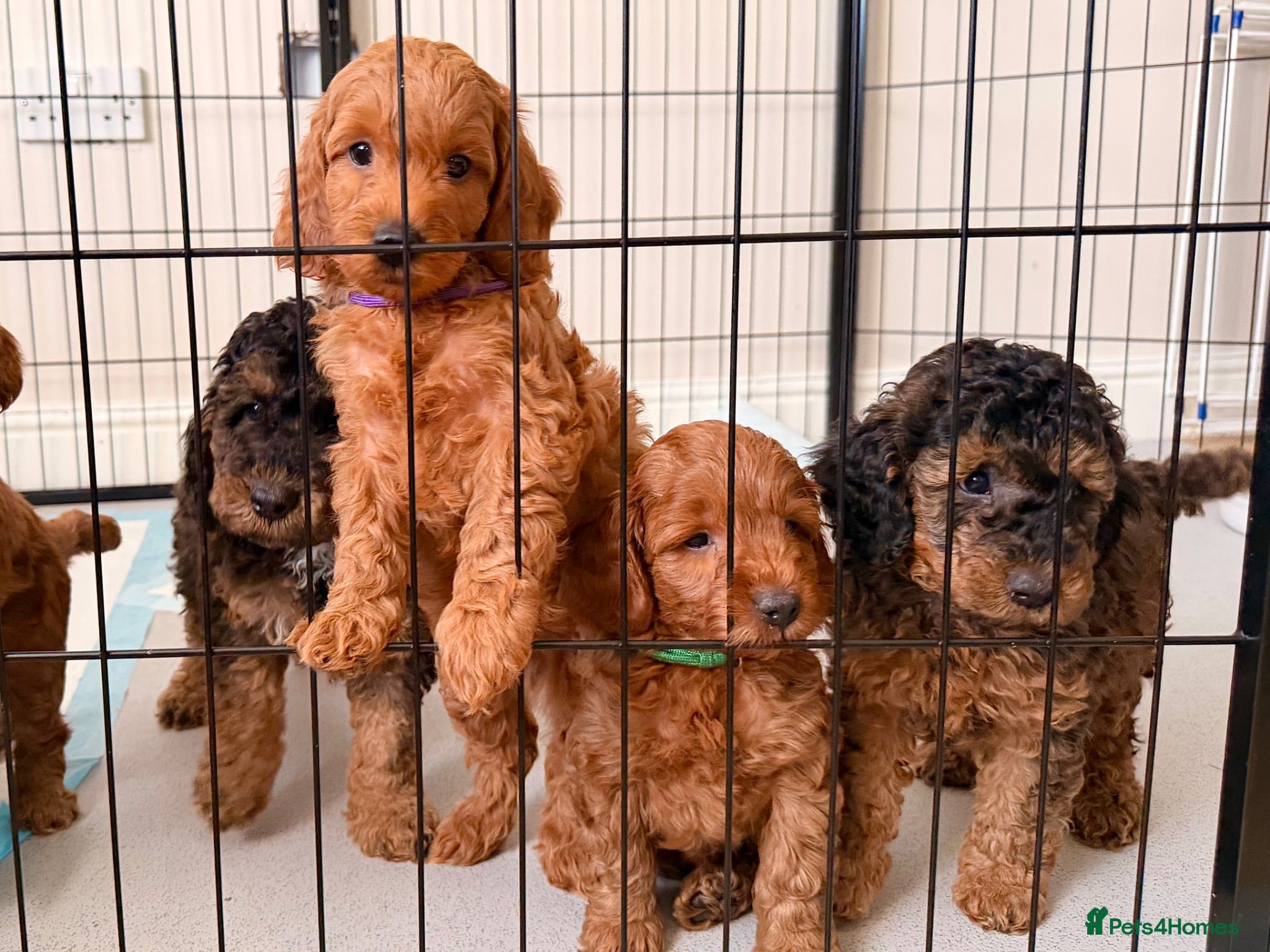 Cockapoo dogs Red & Sable F1B Cockapoos 🐶  - Advert 2