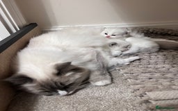 Ragdoll cats for sale: Beautiful Blue Tabby Ragdoll Fur Babies  - Image 26