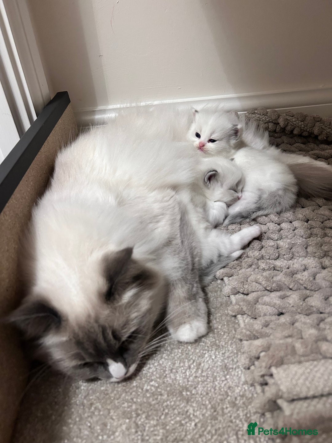 Ragdoll cats for sale: Beautiful Blue Tabby Ragdoll Fur Babies  - Image 26