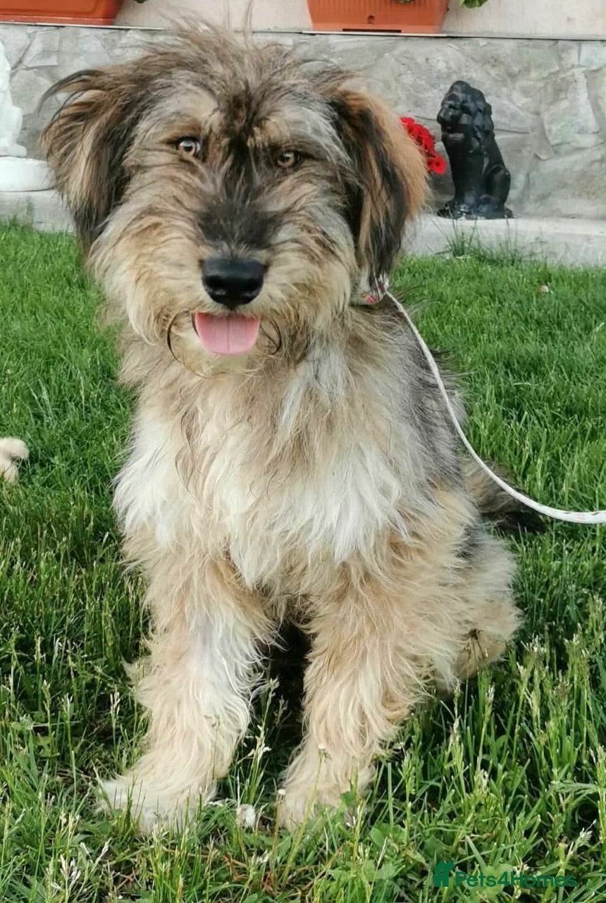 Mixed Breed dogs Gorgeous scruffy boy Woody needs a forever home  - Advert 1