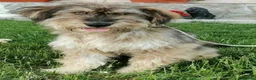 Mixed Breed dogs for adoption: Gorgeous scruffy boy Woody needs a forever home  - Advert 1