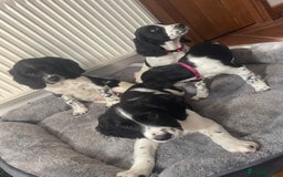 English Springer Spaniel dogs for sale: Beautiful English Springer Spaniels - Image 6