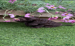 Cocker Spaniel dogs for sale: Quality English Show Cocker Spaniels (Serci Lines) - Image 16