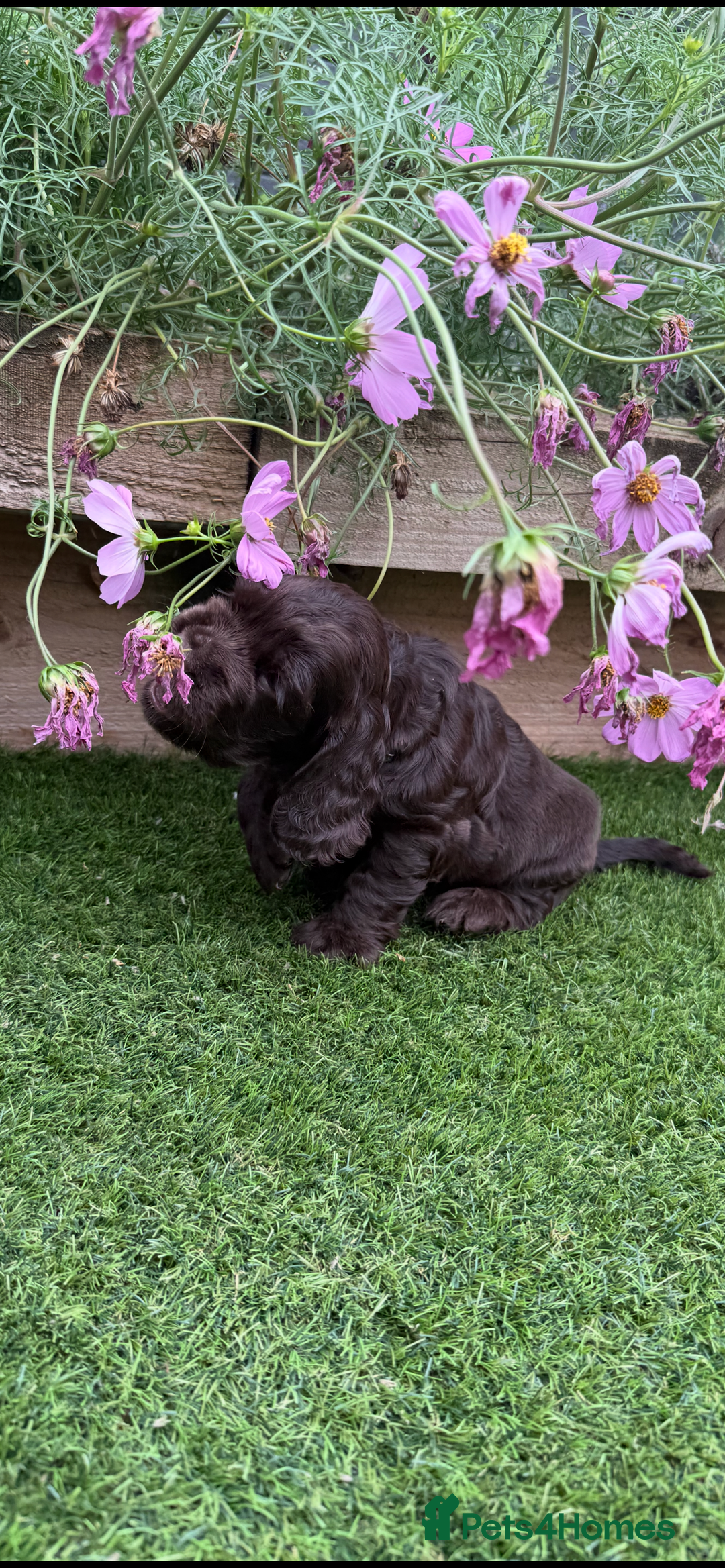 Cocker Spaniel dogs for sale: Quality English Show Cocker Spaniels (Serci Lines) - Image 16