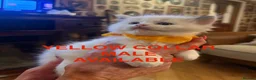 Ragdoll cats for sale: 💙 3 Left! Beautiful Ragdoll Kittens for Sale - Advert 9