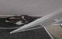 Mini Lop rabbits for sale: 2 girl  mini lop rabbits  - Image 3