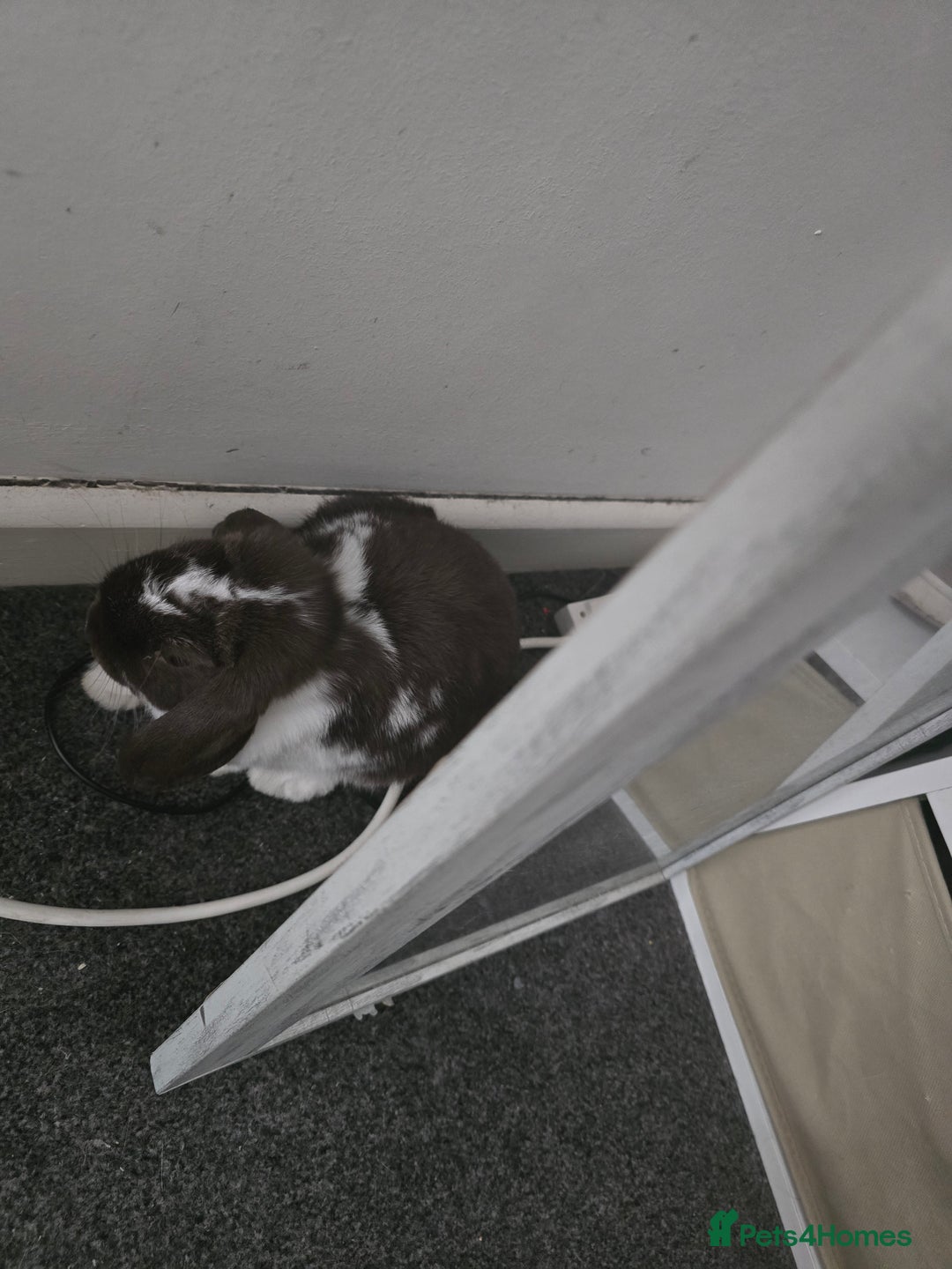 Mini Lop rabbits for sale: 2 girl  mini lop rabbits  - Image 3