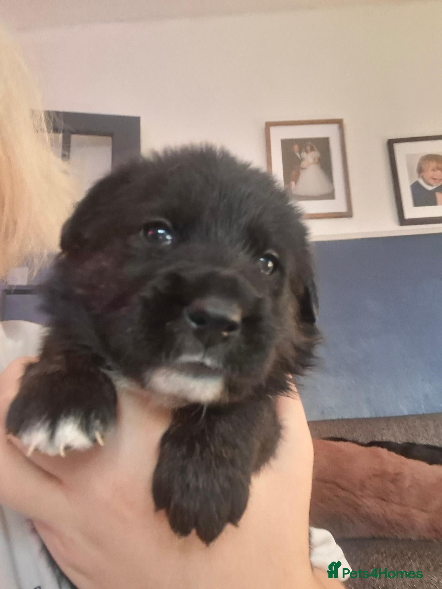Mixed Breed dogs Gorgeous f1 border retreiver pups - Advert 9