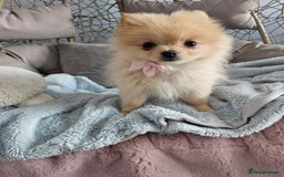 Pomeranian dogs for sale: 1 cream sable Pomeranian puppy. - Image 15