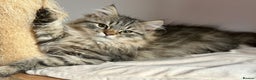 Siberian cats for sale: Fluffy Siberian Kittens Ready for loving homes🥰 - Advert 6
