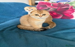 Scottish Fold cats for sale: Gold Chinchilla Scottish fold baby’s  - Image 5
