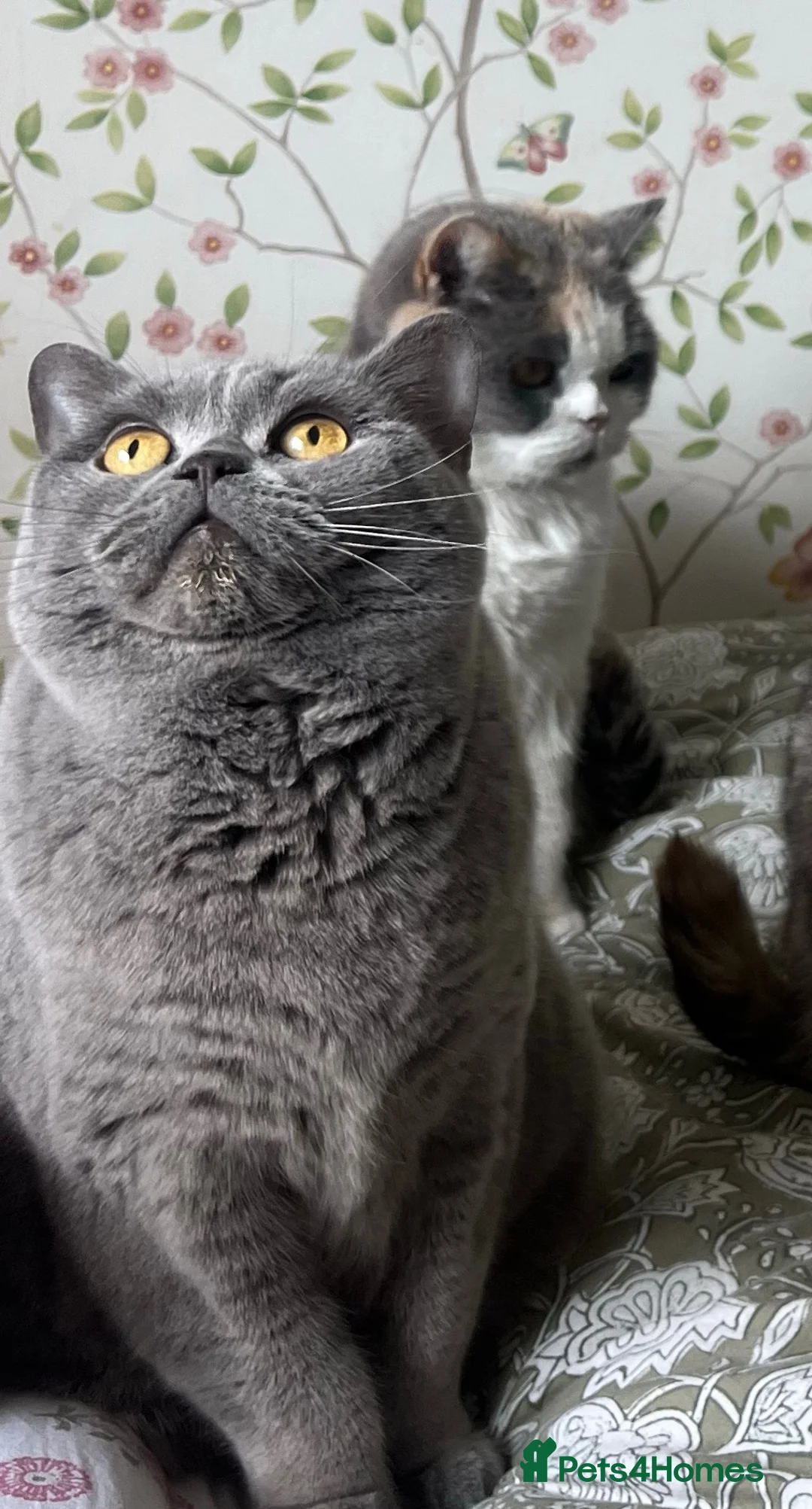 British Shorthair cats for sale: 3 British short hairs for rehoming - Advert 20
