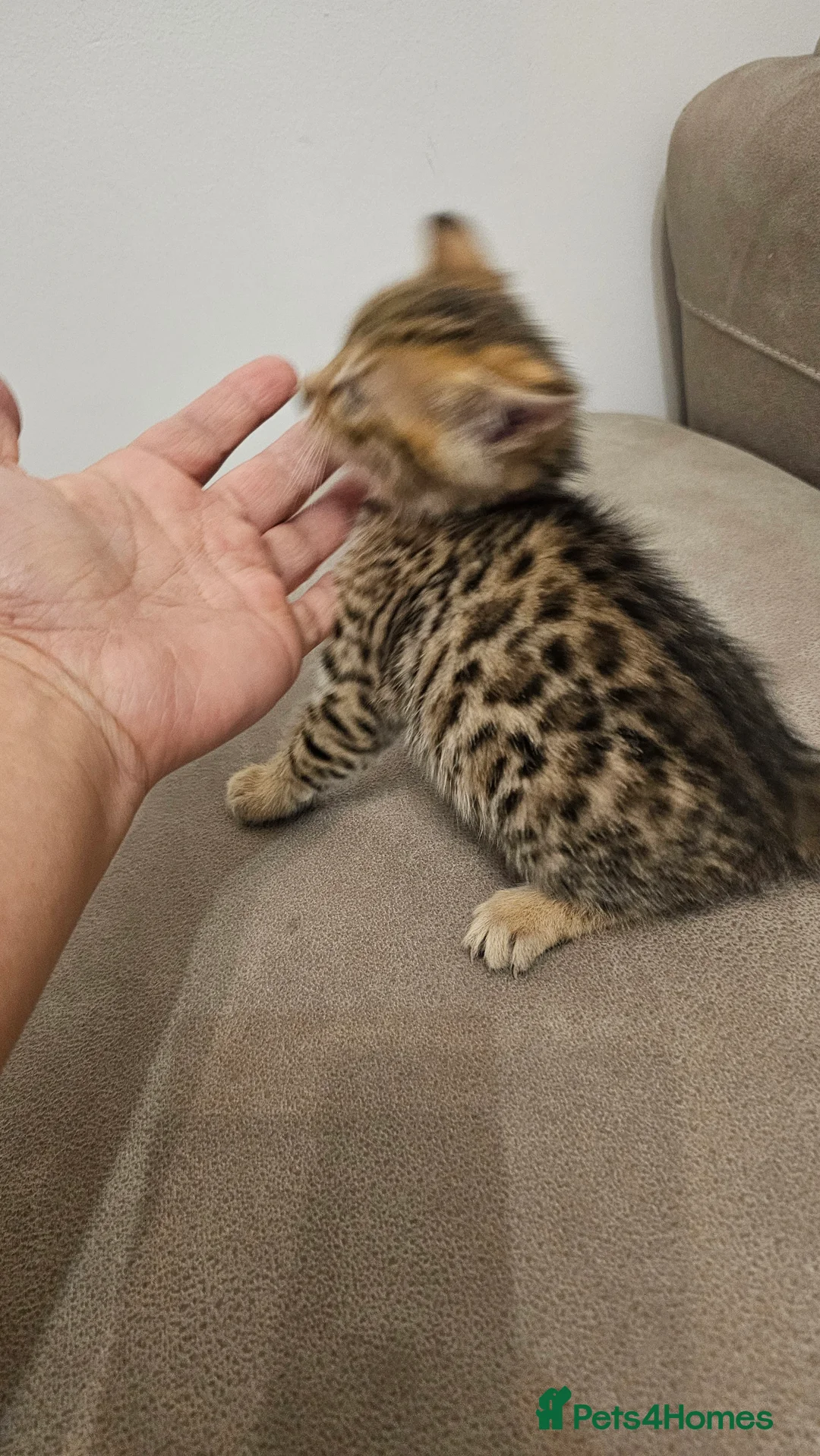 Bengal cats for sale: Bengal kittens - Advert 4