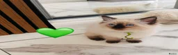 Ragdoll cats for sale: 🩷💕💝Stunning GCCF Registered Ragdoll Kittens😻😻 - Advert 16