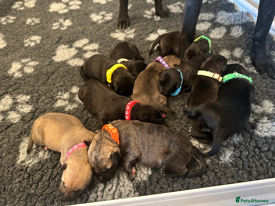 Mixed Breed dogs for sale: Belgian Malinois X Lurcher - Advert 9