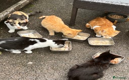 Mixed Breed cats for sale: Gorgeous farm/house kittens  - Image 1