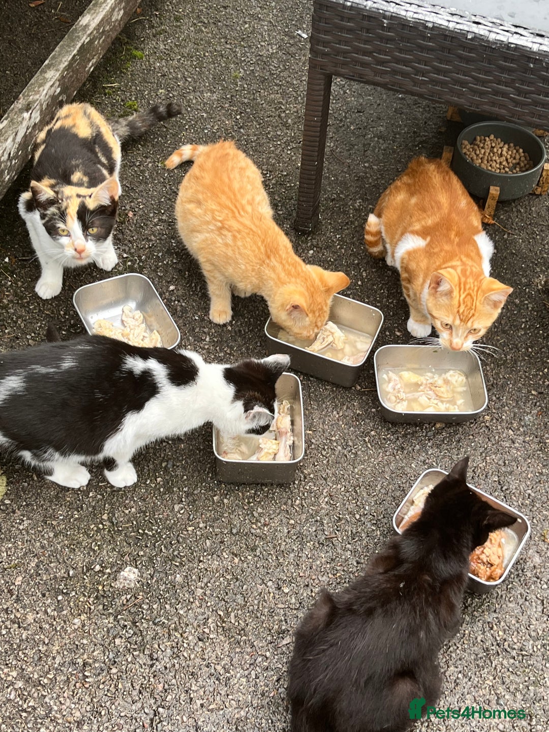 Mixed Breed cats for sale: Gorgeous farm/house kittens  - Image 1