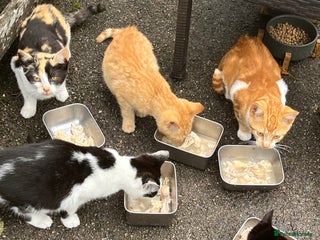 Mixed Breed cats - Advert 27