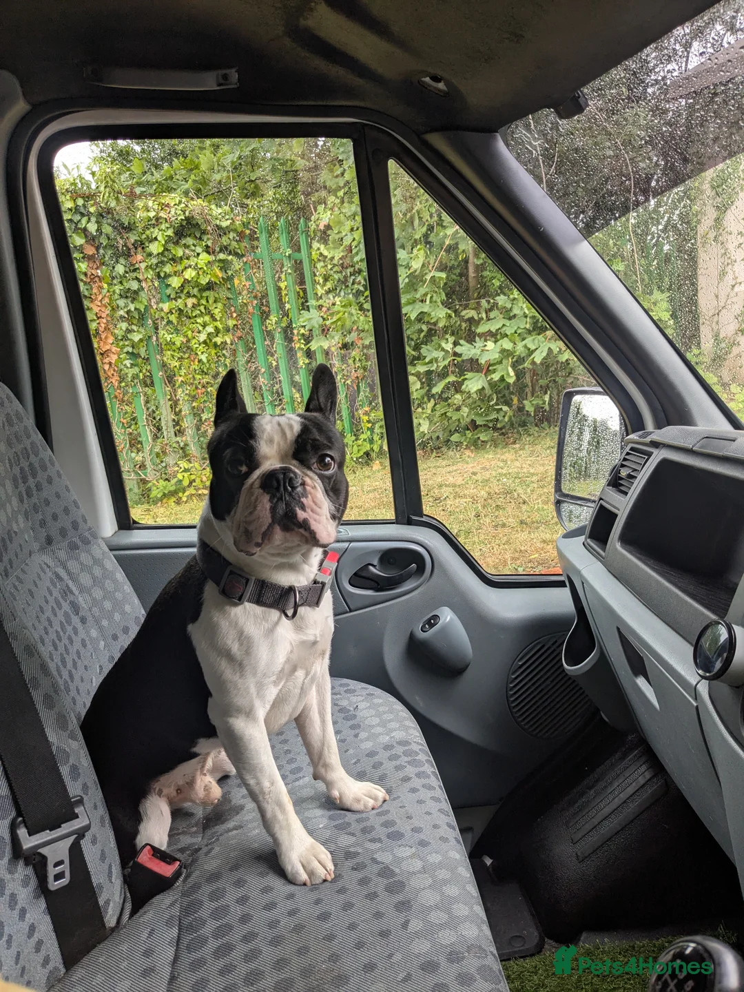 Boston Terrier dogs for stud: Boston terrier for stud - Advert 3