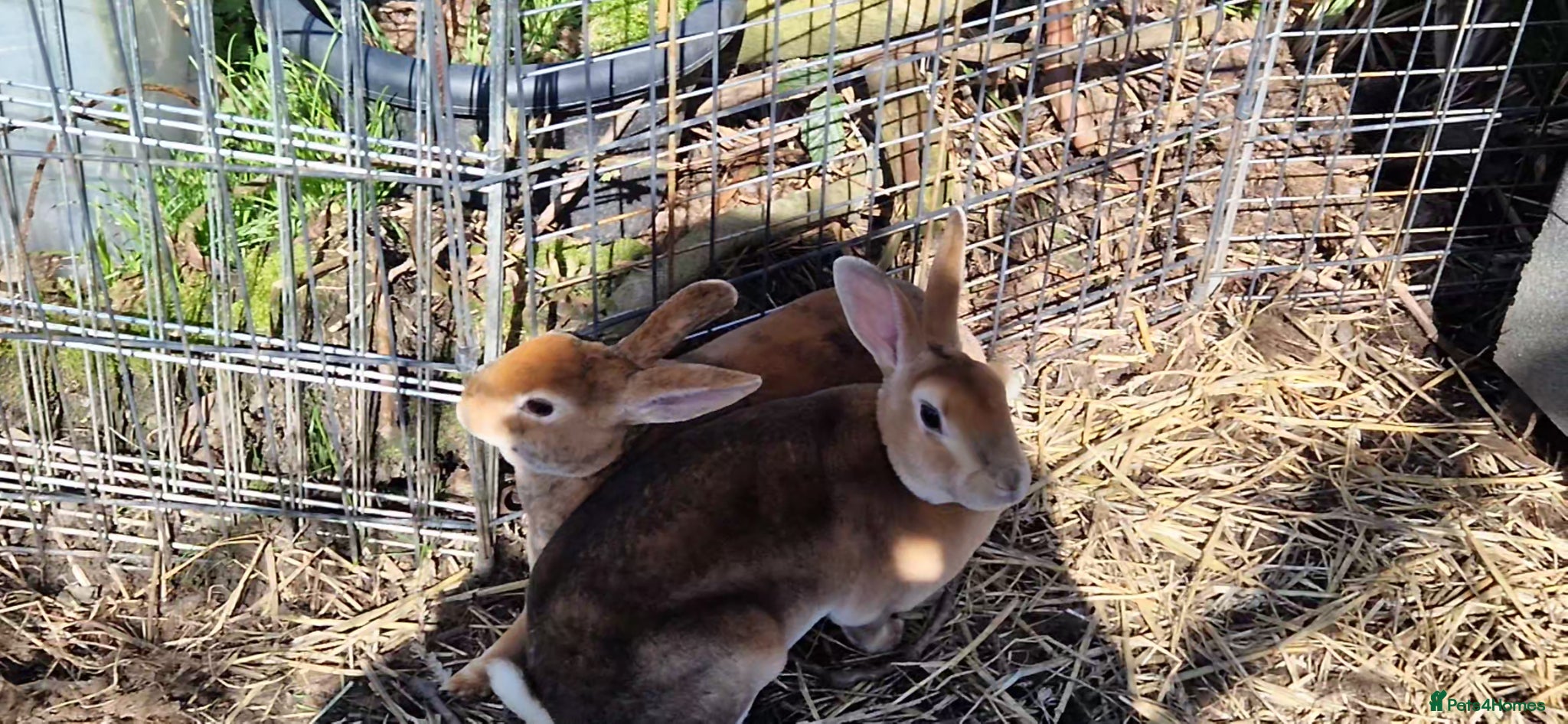Rex rabbits Friendly Pair of Purebred Mini Rex Girls Available - Advert 1