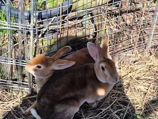 Rex rabbits Friendly Pair of Purebred Mini Rex Girls Available - Advert 1
