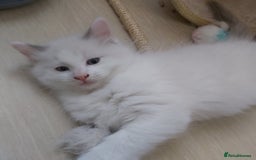 Ragdoll cats for sale: RAGDOLLS BOYS BLUE EYES VACCINATED MICROCHIPED  - Image 22