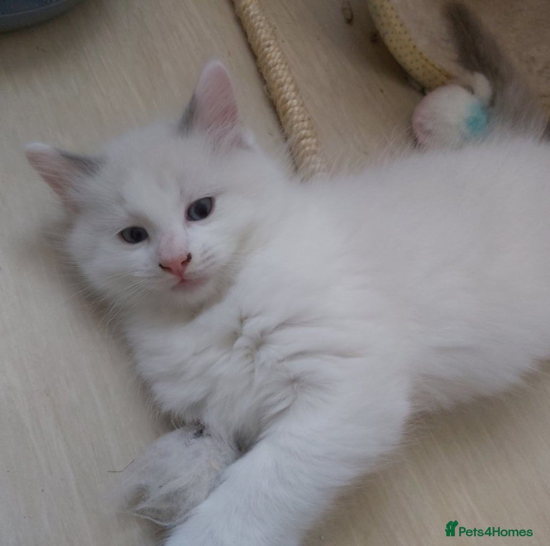 Ragdoll cats for sale: RAGDOLLS BOYS BLUE EYES VACCINATED MICROCHIPED  - Image 22