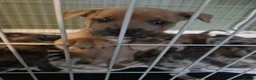 Mixed Breed dogs for sale: Staffy cross blue blooded bulldog puppies - Advert 12