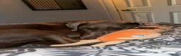 Dobermann dogs for sale: Doberman KC reg - Advert 6
