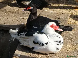 Ducks poultry Muscovites ducks for sale - Advert 3