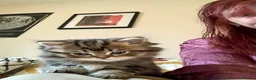 British Shorthair cats for sale: British short hair kittens  - Advert 8