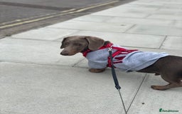 Miniature Dachshund dogs for sale: Miniature Dachshund - Image 3