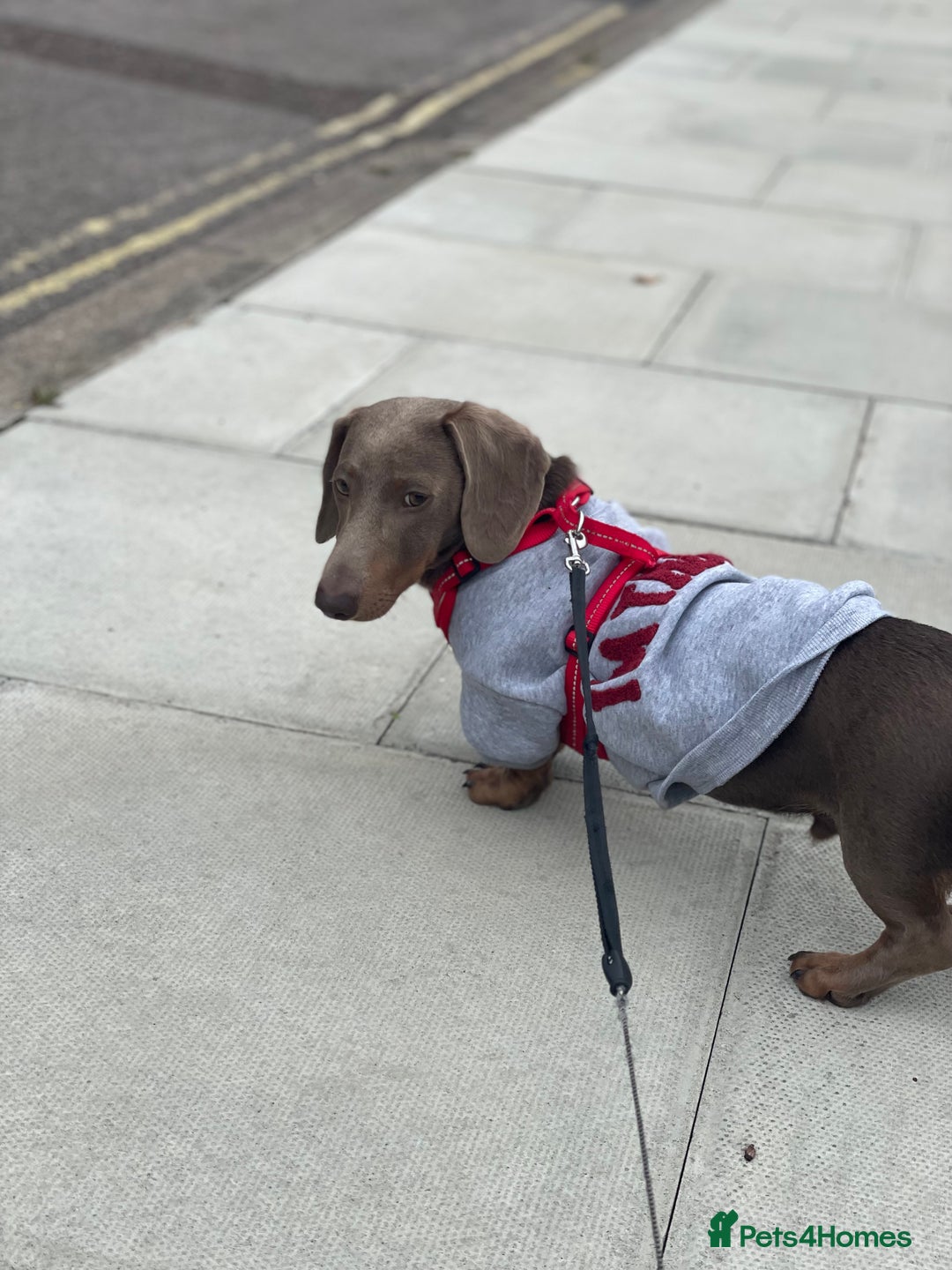 Miniature Dachshund dogs for sale: Miniature Dachshund - Image 3