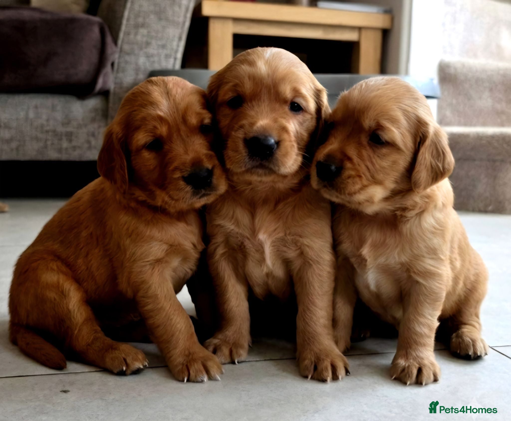 Golden Retriever dogs Stunning dark working golden retriever puppies - Advert 1