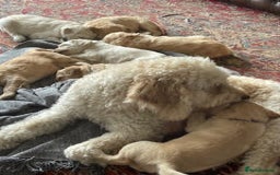 Labradoodle dogs for sale: Lily's Mini's - Multigen Mini Labradoodle Puppies - Image 5