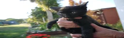 Mixed Breed cats for sale: BEAUTIFUL KITTENS FOR SALE in Romford - Advert 5