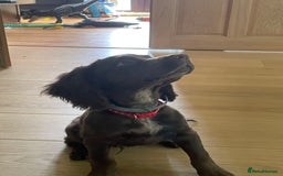 Cocker Spaniel dogs for sale: Stunning KC reg working cocker spaniel - Image 5