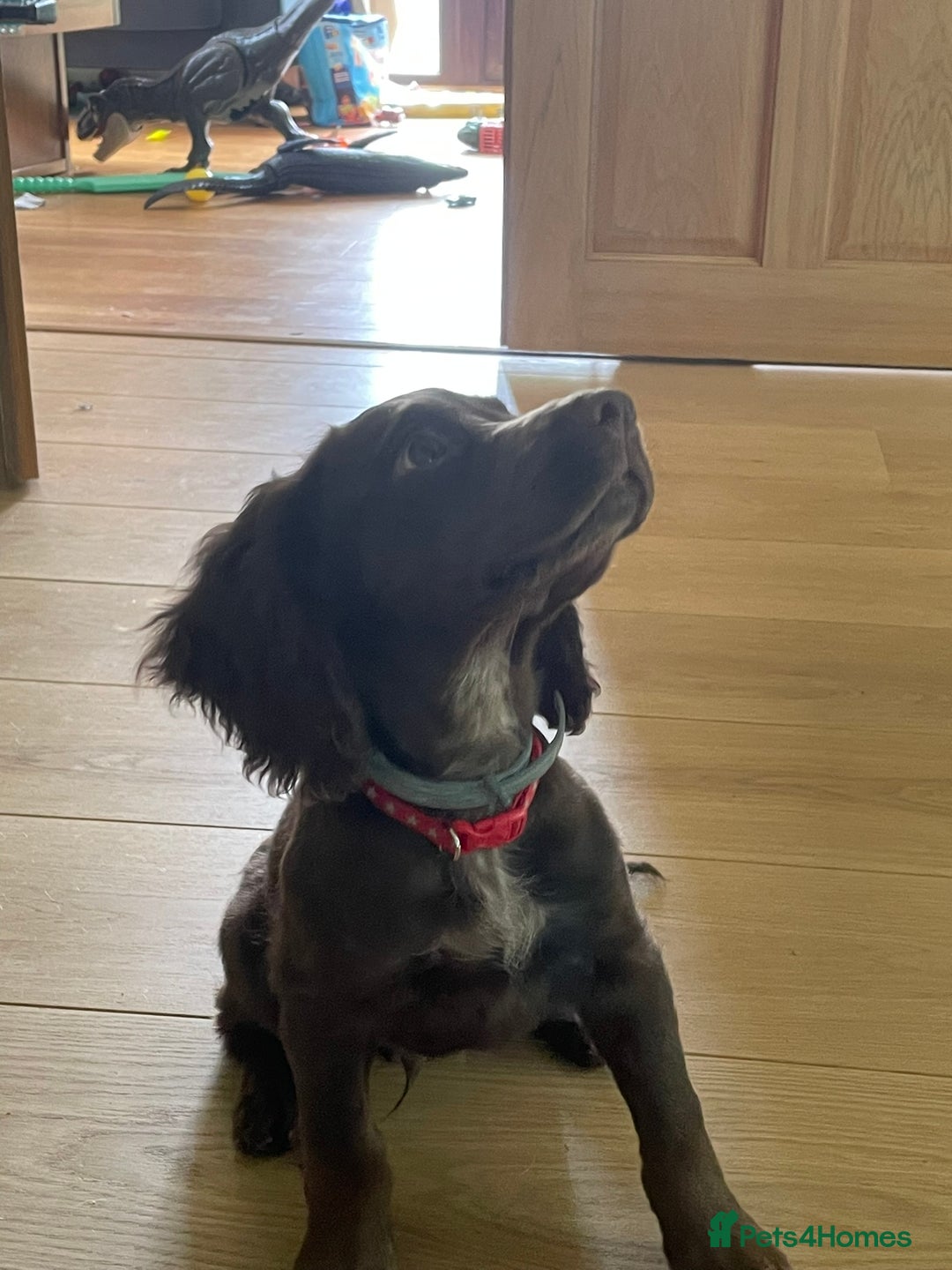 Cocker Spaniel dogs for sale: Stunning KC reg working cocker spaniel - Image 5