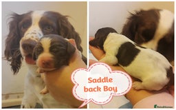 English Springer Spaniel dogs for sale: 🌟 Beautiful Springer Spaniel Litter - Image 31