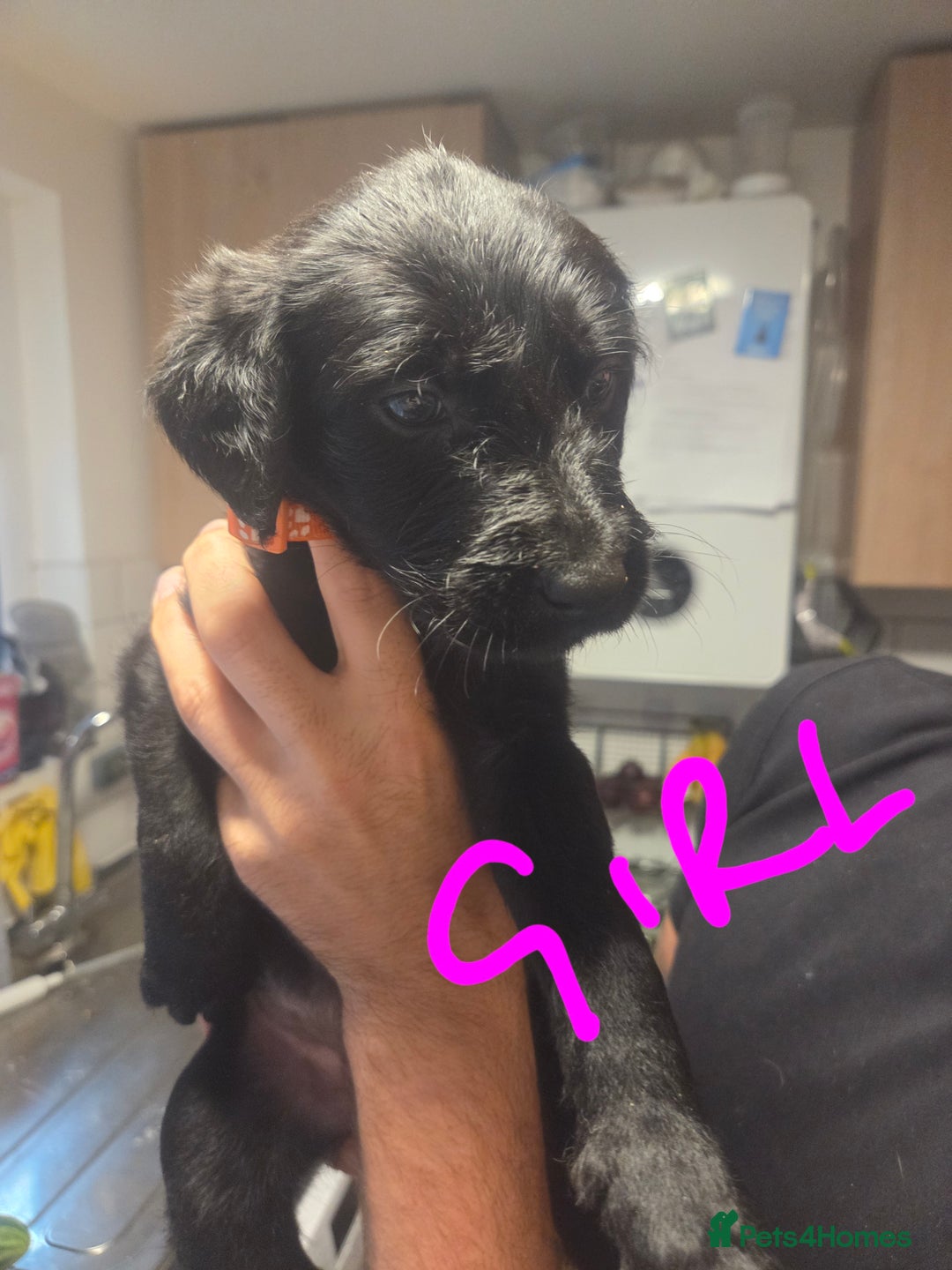 Labradoodle dogs for sale: 6x male 2x female labradoodle puppies - Image 9