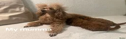 Miniature Poodle dogs for stud: Teddy  - Advert 23