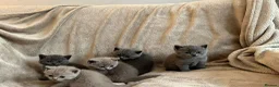British Shorthair cats for sale: British Shorthair Kittens  - Advert 23