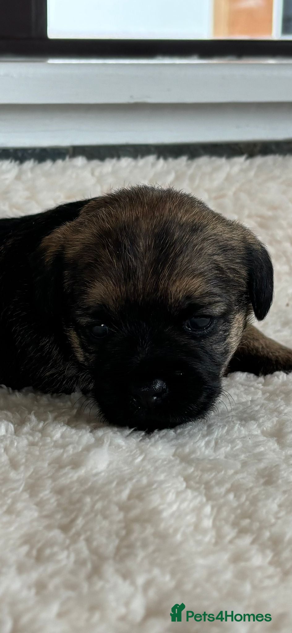 Border Terrier dogs for sale: Border terrier puppies  - Advert 6