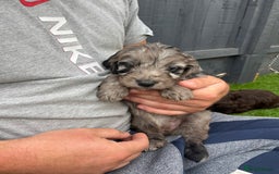 Cockapoo dogs for sale: ⭐️ 7 beautiful cockapoo puppies ⭐️  - Image 2